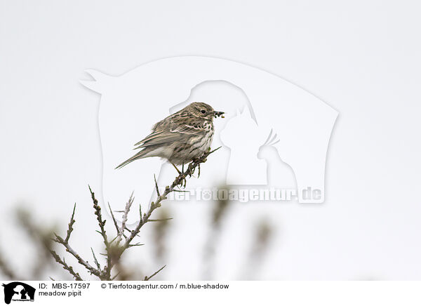 meadow pipit / MBS-17597