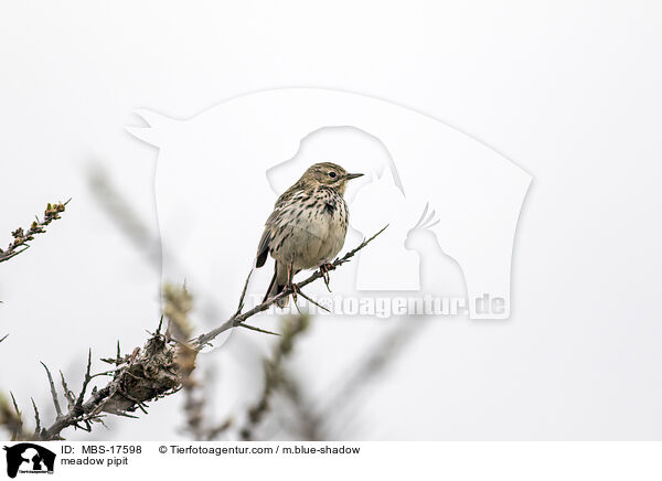 meadow pipit / MBS-17598