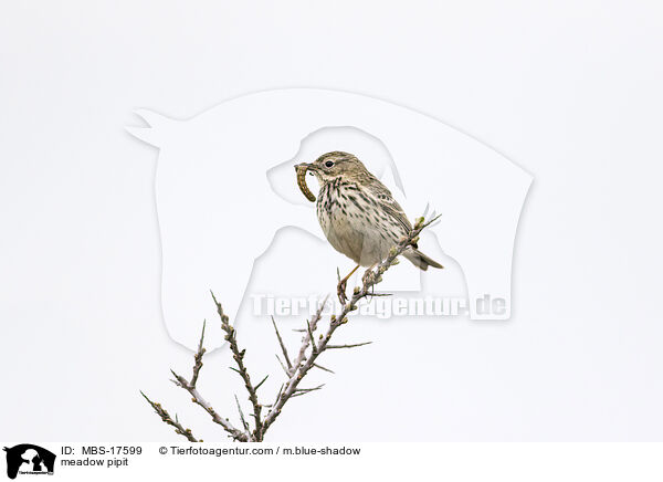 meadow pipit / MBS-17599