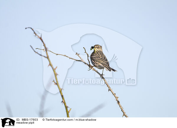 meadow pipit / MBS-17603