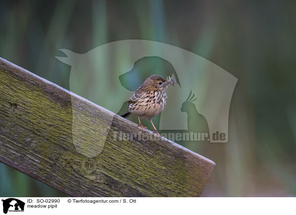 meadow pipit / SO-02990