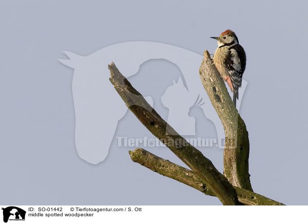 Mittelspecht / middle spotted woodpecker / SO-01442
