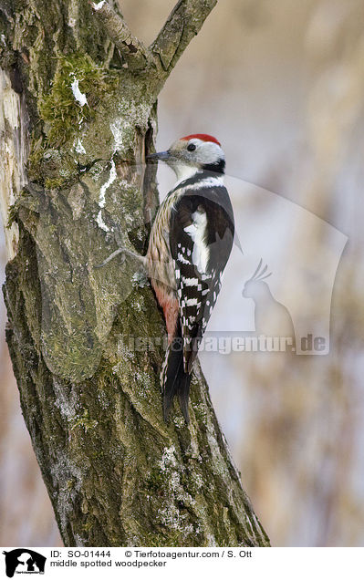 middle spotted woodpecker / SO-01444