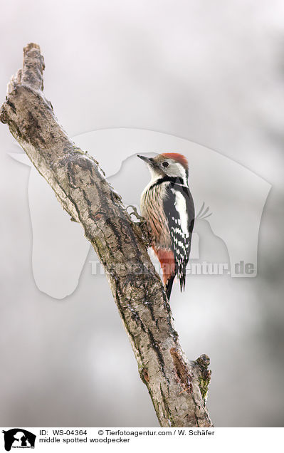 Mittelspecht / middle spotted woodpecker / WS-04364
