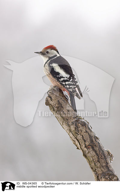 middle spotted woodpecker / WS-04365