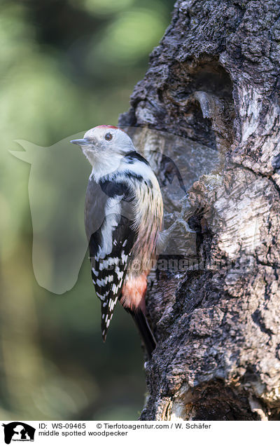 Mittelspecht / middle spotted woodpecker / WS-09465