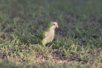 monk parakeet