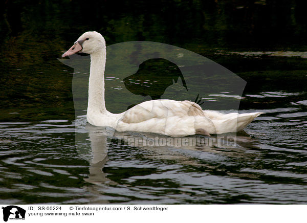 junger Hckerschwan schwimmt im See / young swimming mute swan / SS-00224