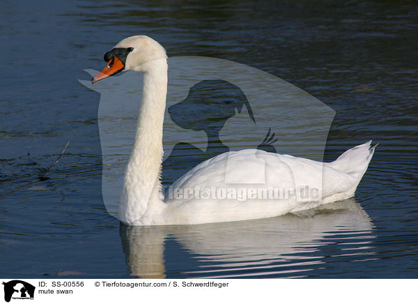 mute swan / SS-00556