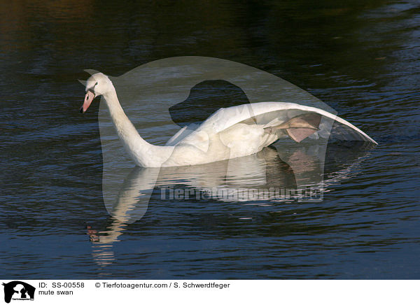 mute swan / SS-00558