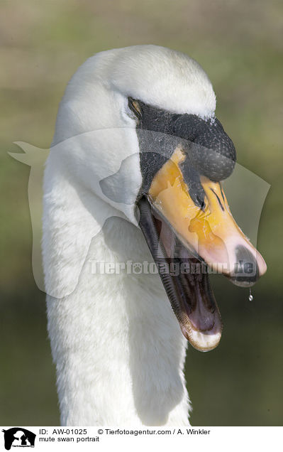 Hckerschwan Portrait / mute swan portrait / AW-01025