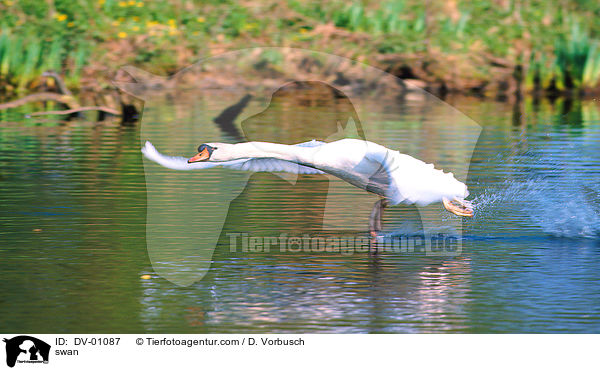 Hckerschwan / swan / DV-01087