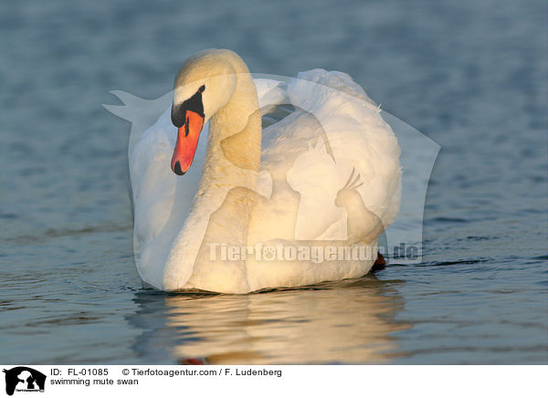 swimming mute swan / FL-01085