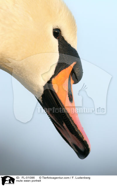 mute swan portrait / FL-01086