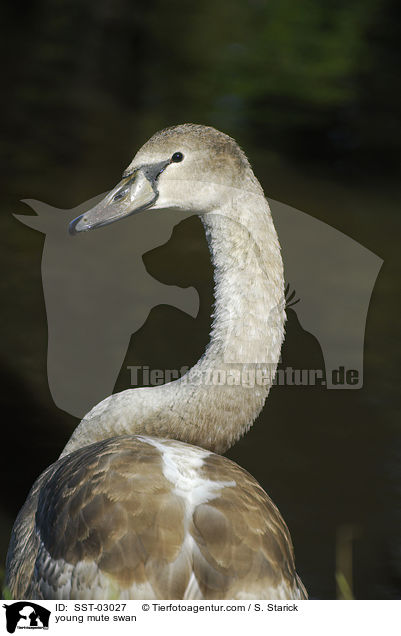junger Hckerschwan / young mute swan / SST-03027