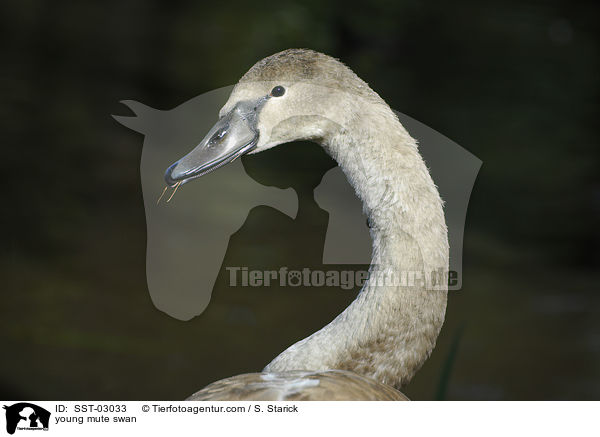 junger Hckerschwan / young mute swan / SST-03033