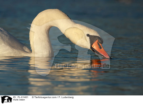 Hckerschwan / mute swan / FL-01461