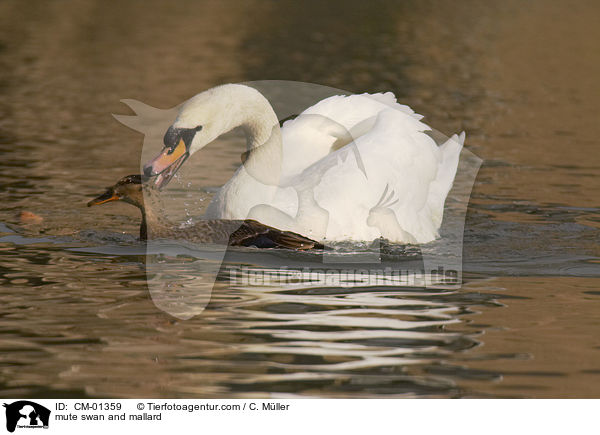 Hckerschwan und Stockente / mute swan and mallard / CM-01359