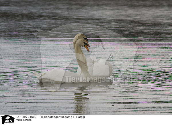Hckerschwne / mute swans / THA-01609