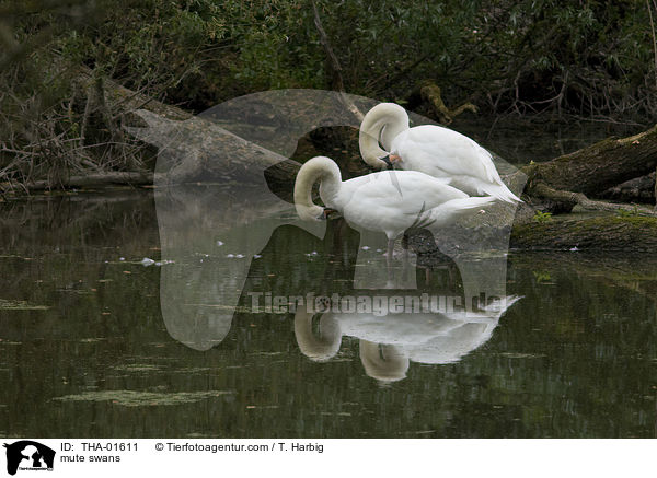 Hckerschwne / mute swans / THA-01611