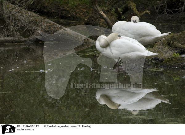 Hckerschwne / mute swans / THA-01612
