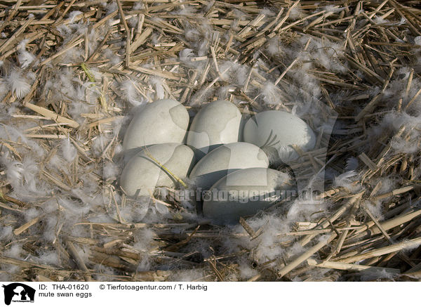 mute swan eggs / THA-01620