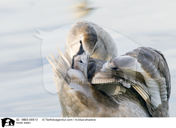 Hckerschwan / mute swan / MBS-08813