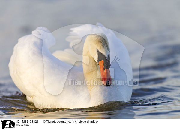 Hckerschwan / mute swan / MBS-08823