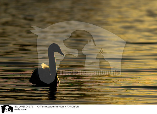 Hckerschwan / mute swan / AVD-04276