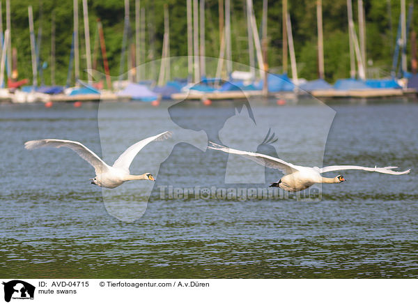 Hckerschwne / mute swans / AVD-04715