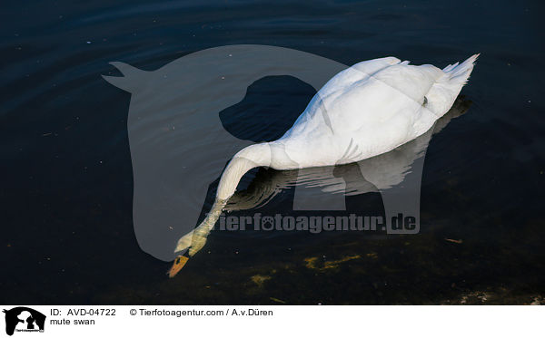 Hckerschwan / mute swan / AVD-04722