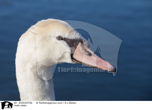 Hckerschwan / mute swan / AVD-04792