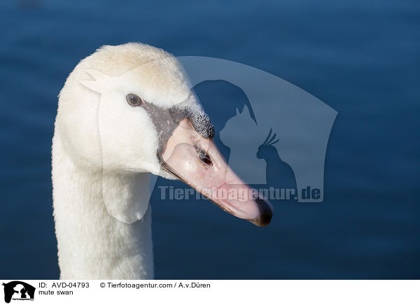 Hckerschwan / mute swan / AVD-04793