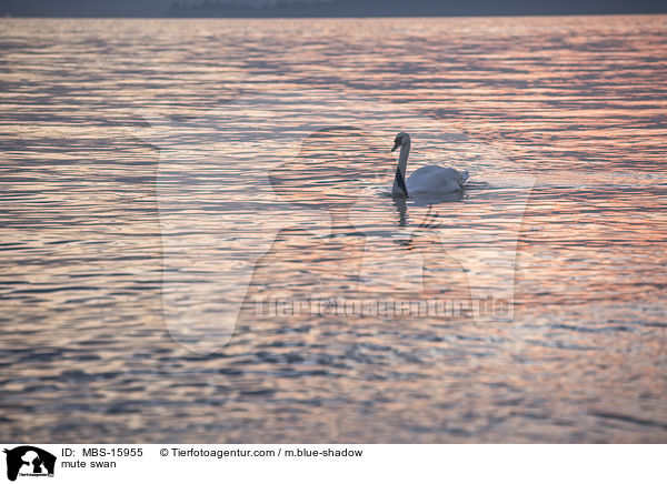 Hckerschwan / mute swan / MBS-15955