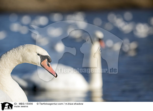 Hckerschwne / mute swans / MBS-15956
