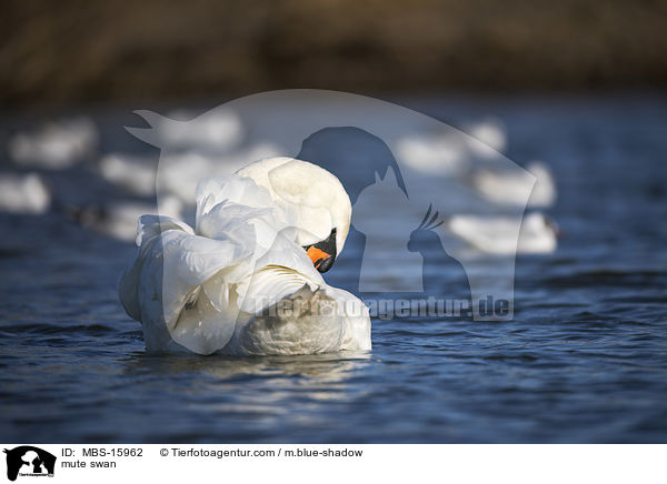 Hckerschwan / mute swan / MBS-15962