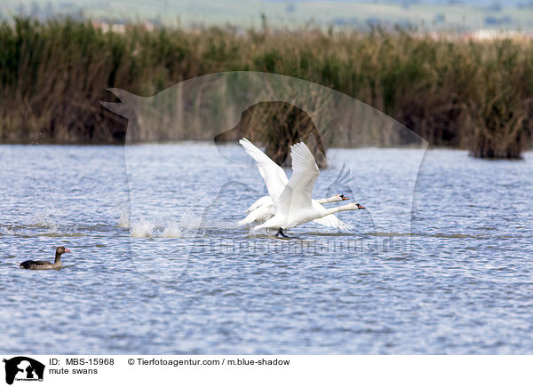 Hckerschwne / mute swans / MBS-15968