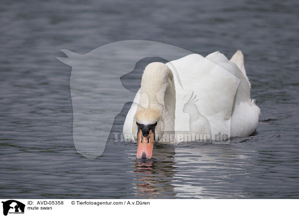 Hckerschwan / mute swan / AVD-05358