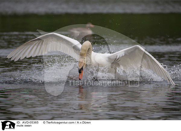 Hckerschwan / mute swan / AVD-05365