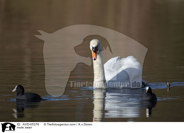 Hckerschwan / mute swan / AVD-05376