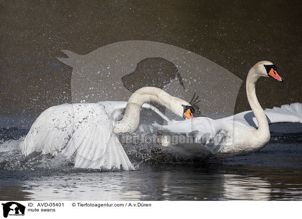 Hckerschwne / mute swans / AVD-05401