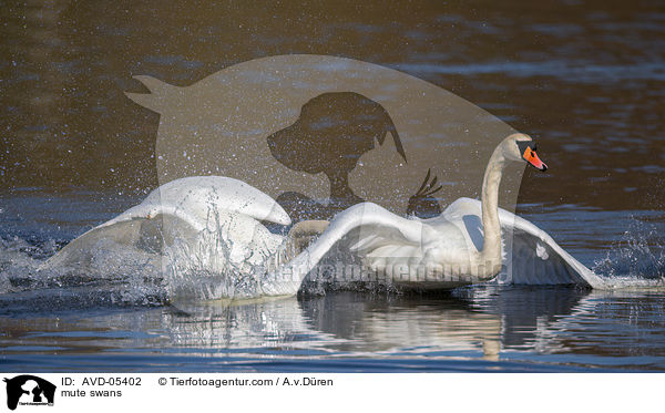 Hckerschwne / mute swans / AVD-05402