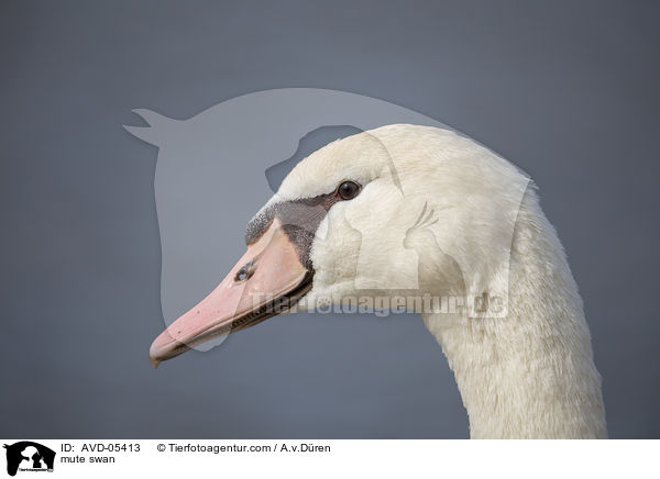 Hckerschwan / mute swan / AVD-05413