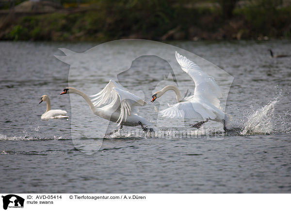 Hckerschwne / mute swans / AVD-05414