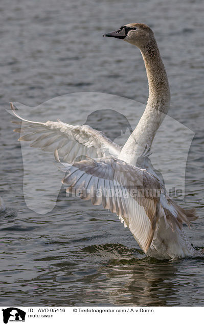 Hckerschwan / mute swan / AVD-05416