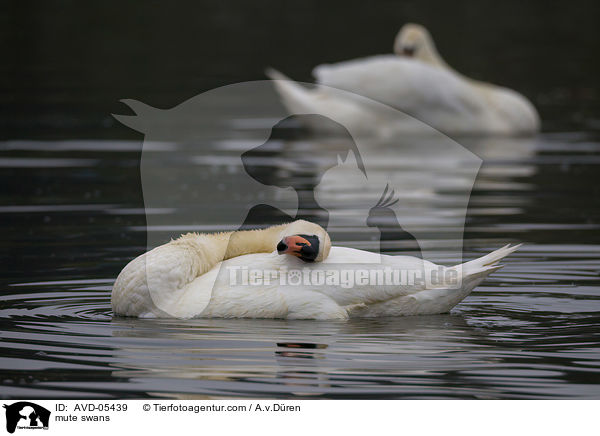 Hckerschwne / mute swans / AVD-05439