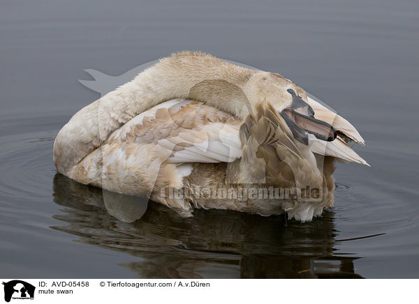 Hckerschwan / mute swan / AVD-05458