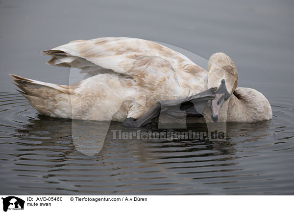 Hckerschwan / mute swan / AVD-05460