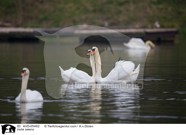 Hckerschwne / mute swans / AVD-05462