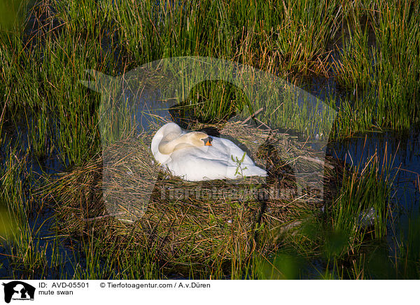 Hckerschwan / mute swan / AVD-05501